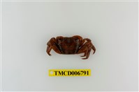 藏品(斑點擬相手蟹)的圖片